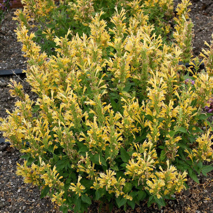 Agastache 'TNAGAPBY' ~ Poquito™ Butter Yellow Hyssop