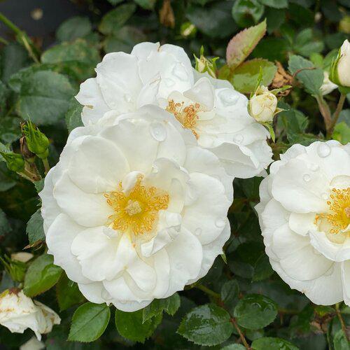 Rosa 'Bozmillwin' PP28197  ~ PW® Color Choice® Oso Easy Ice Bay® Rose