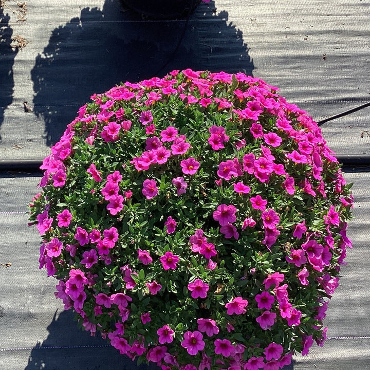 Calibrachoa 'Balcongpik246' ~ Conga™ Pink Calibrachoa