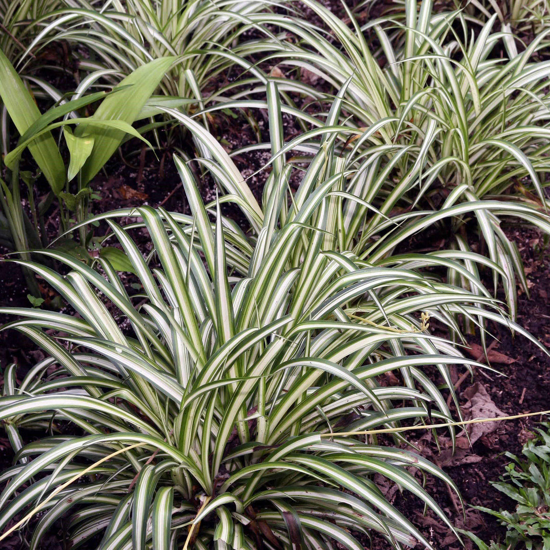 Chlorophytum comosum ~ Spider Plant