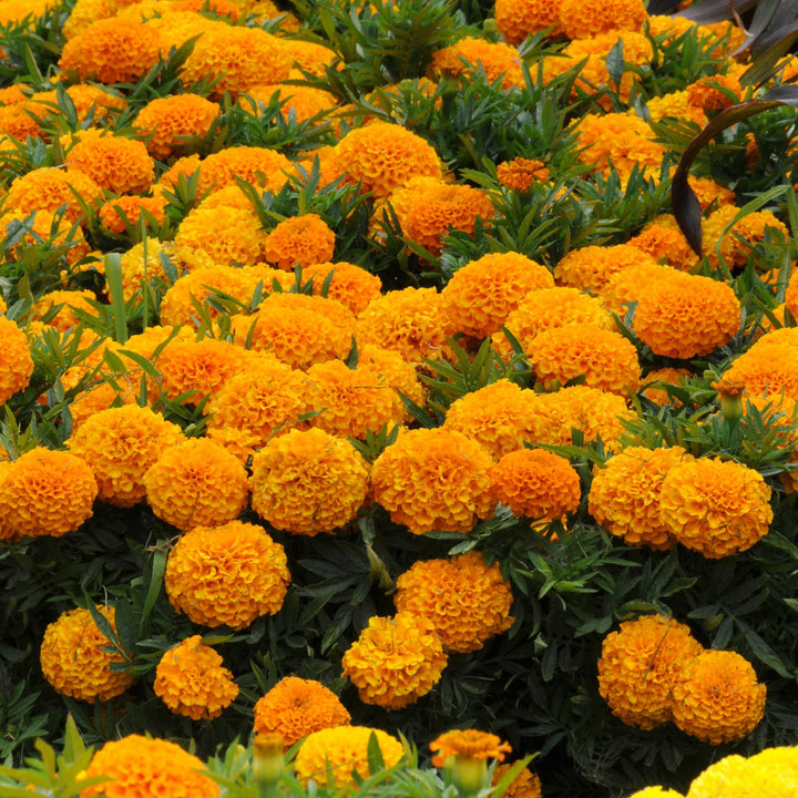 Tagetes erecta 'PAS1060545' ~ Taishan® Orange African Marigold
