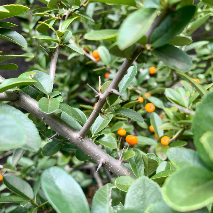 Pyracantha x 'Mohave' ~ Mohave Firethorn Shrub