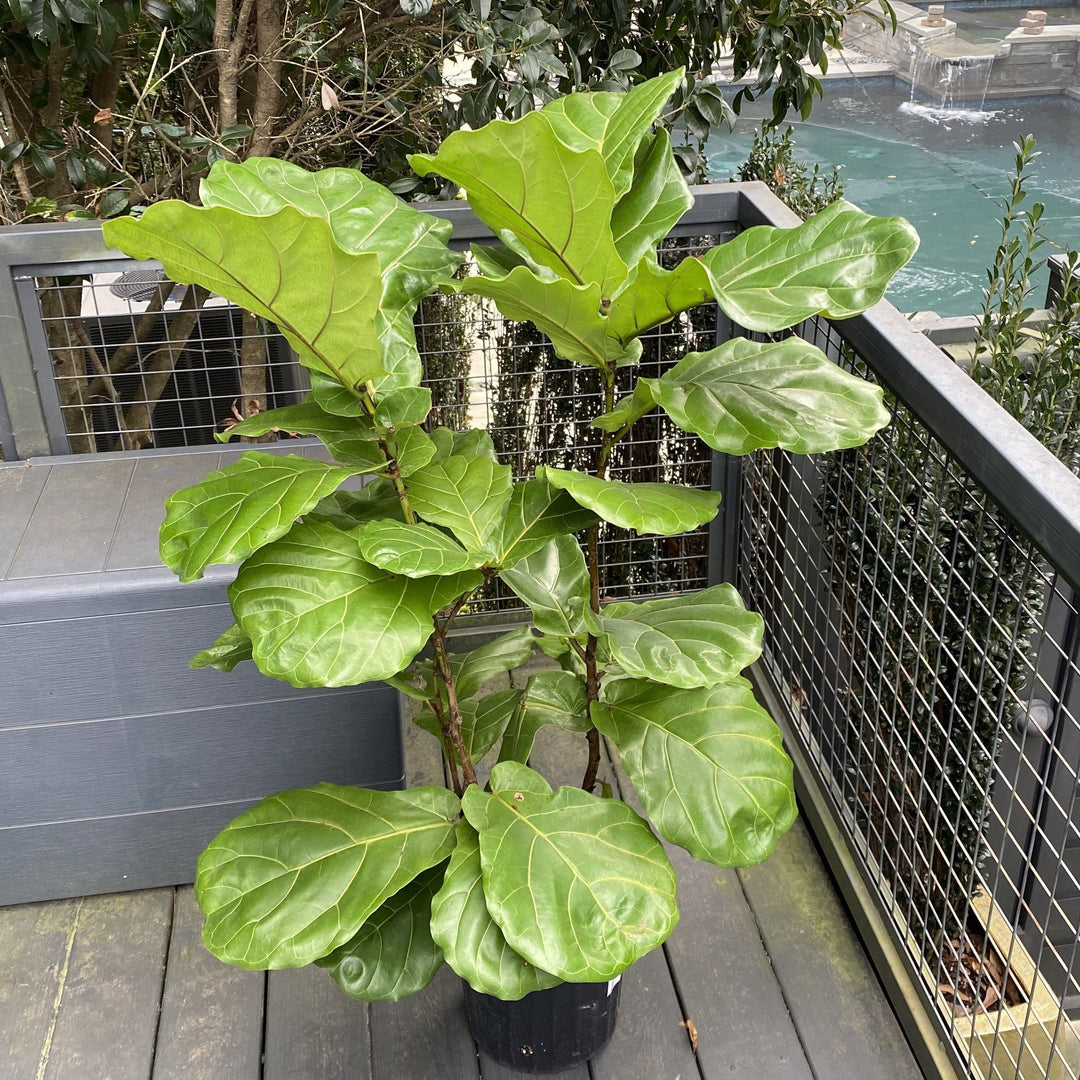 Ficus lyrata ~ Monrovia® Fiddle-Leaf Fig