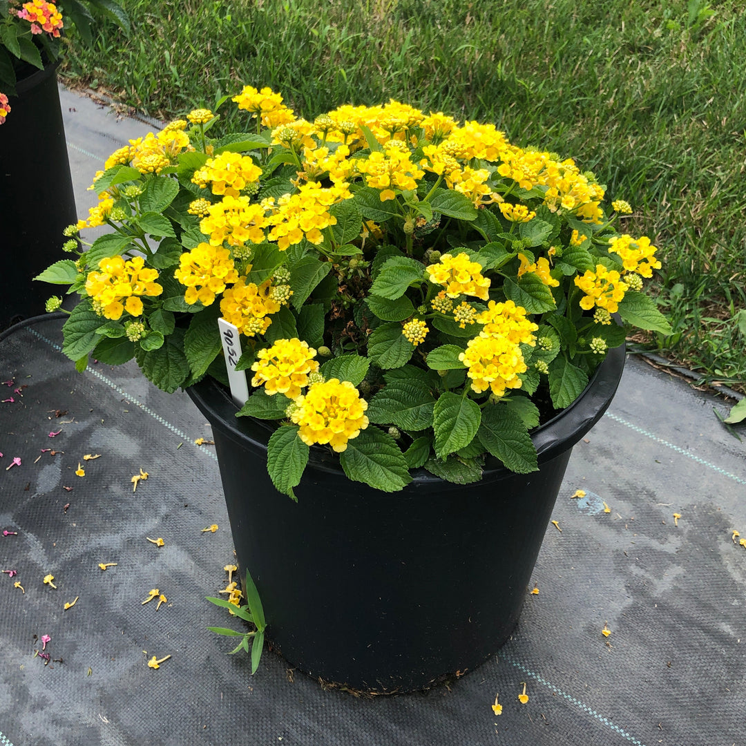 Lantana camara 'Bandana Yellow' ~ Bandana® Yellow Lantana