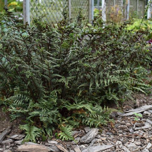 Athyrium niponicum 'Crested Surf' ~ PW® Crested Japanese Painted Fern