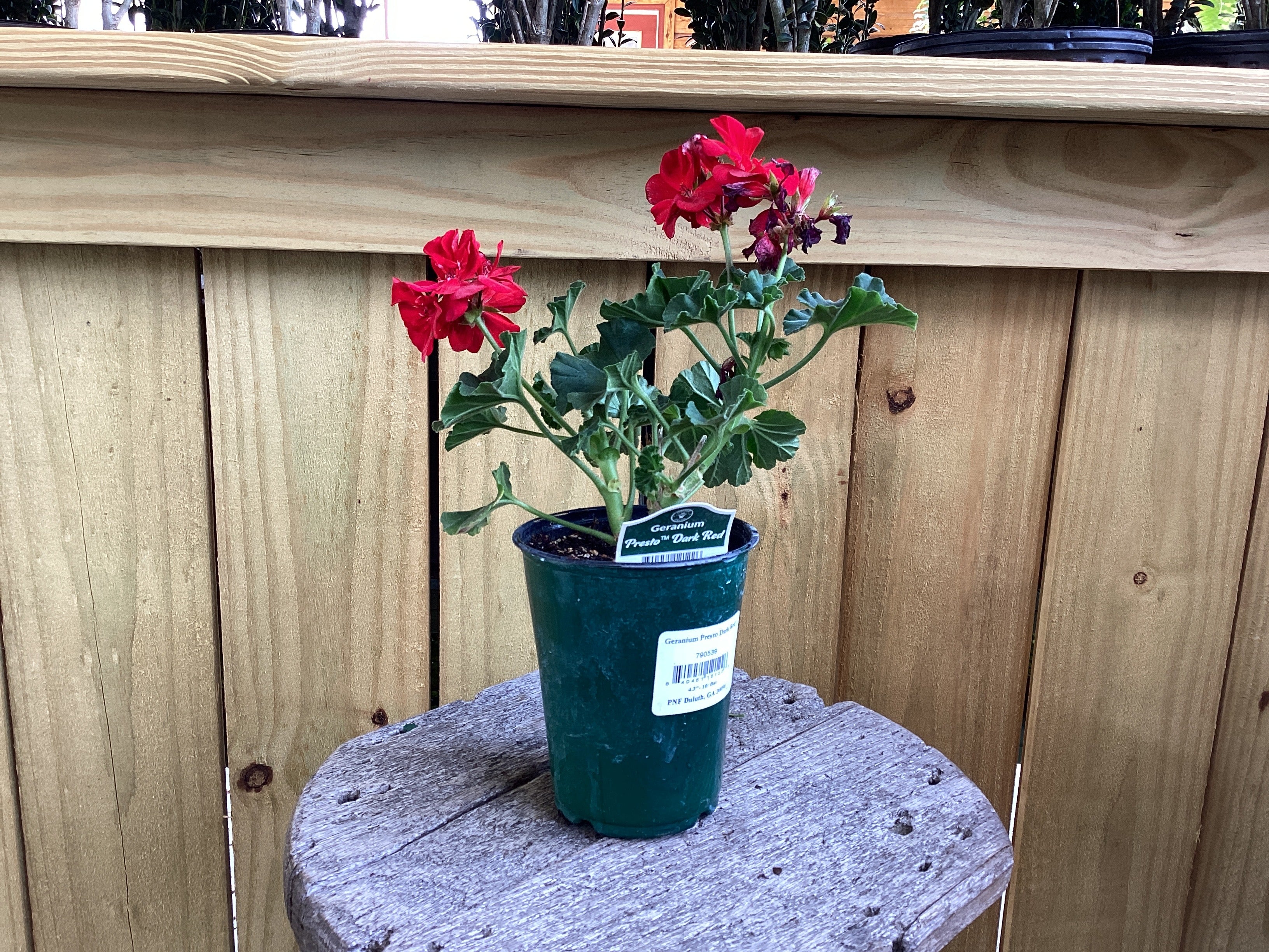 Geranium 4” – Glass Farm Nursery