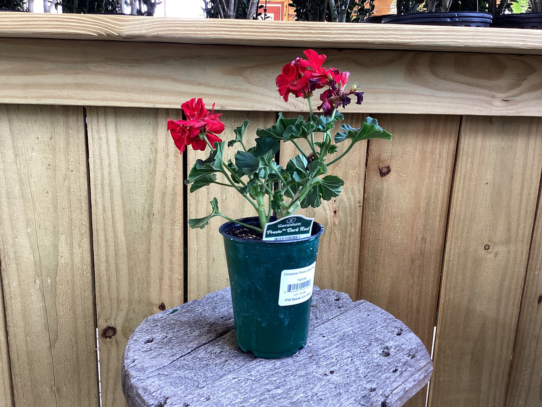 Geranium 4”