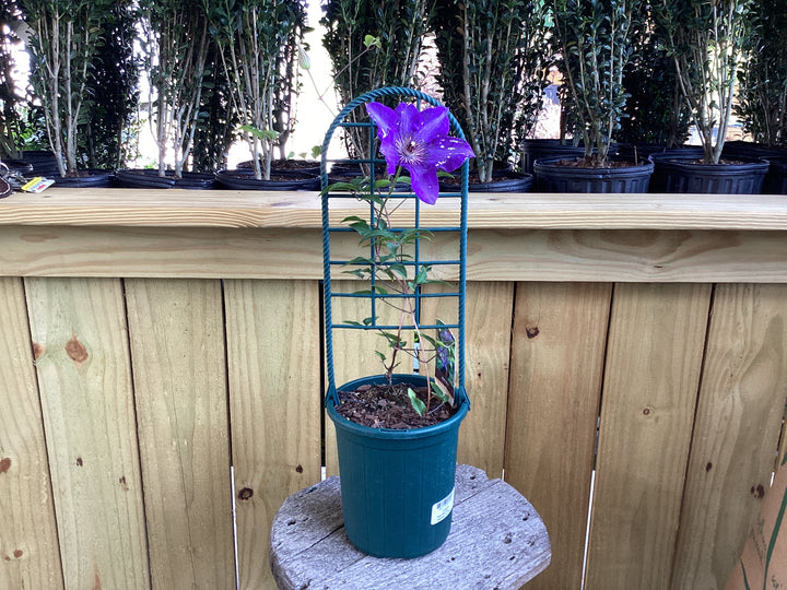 Clematis Vine - Assorted