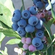 Vaccinium ashei 'Powderblue' ~ Powderblue Rabbiteye Blueberry