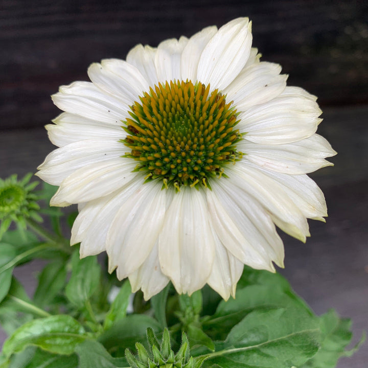 Echinacea purpurea 'PowWow White' ~ PowWow® White Echinacea, Coneflower