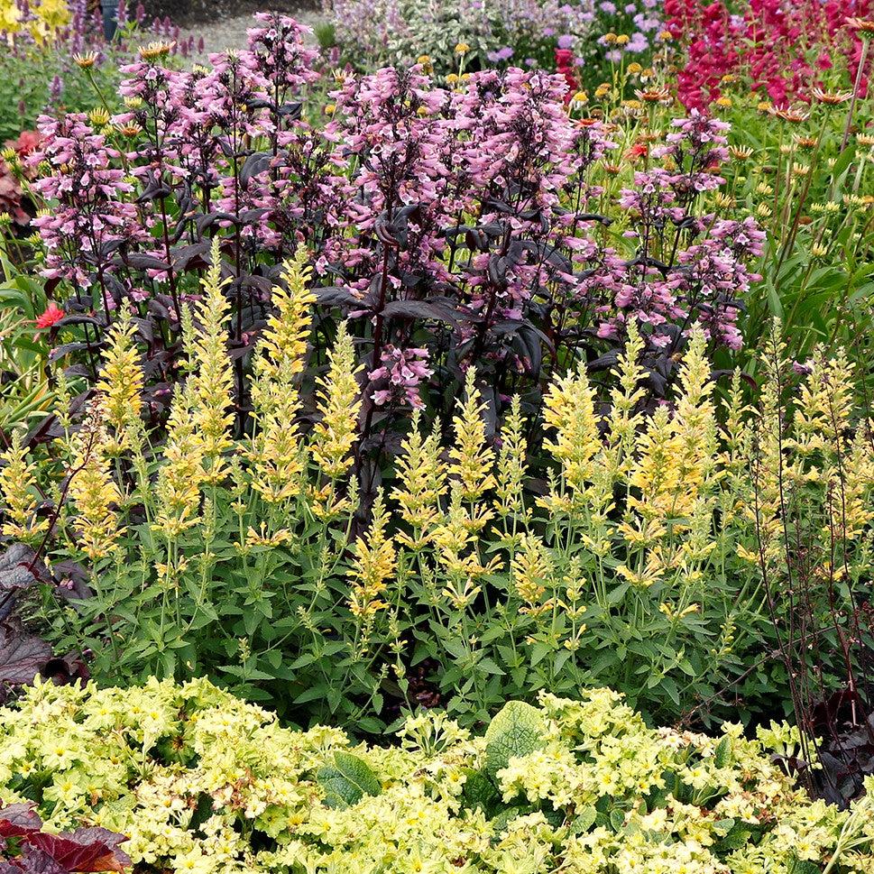 Agastache 'TNAGAPBY' ~ Poquito™ Butter Yellow Hyssop