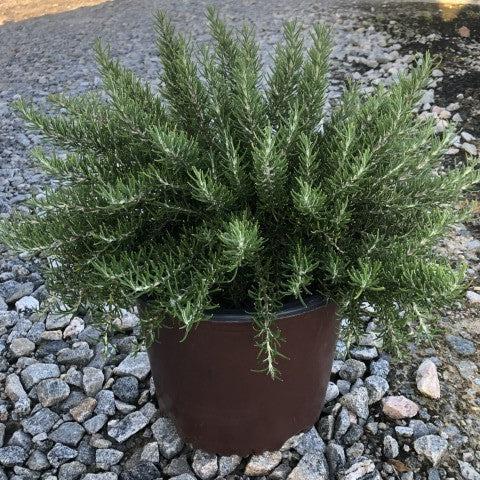 Rosemarinus officinalis 'Roman Beauty' PP18192 ~ Chef’s Choice® Rosemary