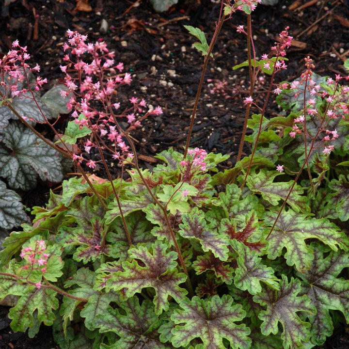 Heucherella ‘Tapestry’ ~ Tapestry Foamy Bells