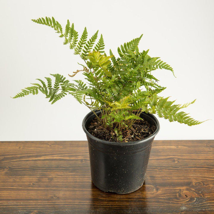 Dryopteris erythrosora ~ Autumn Fern