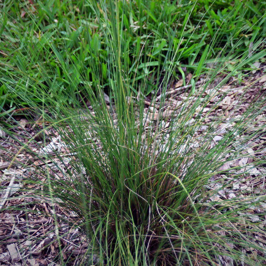 Muhlenbergia capillaris 'White Cloud' ~ White Cloud Muhly Grass