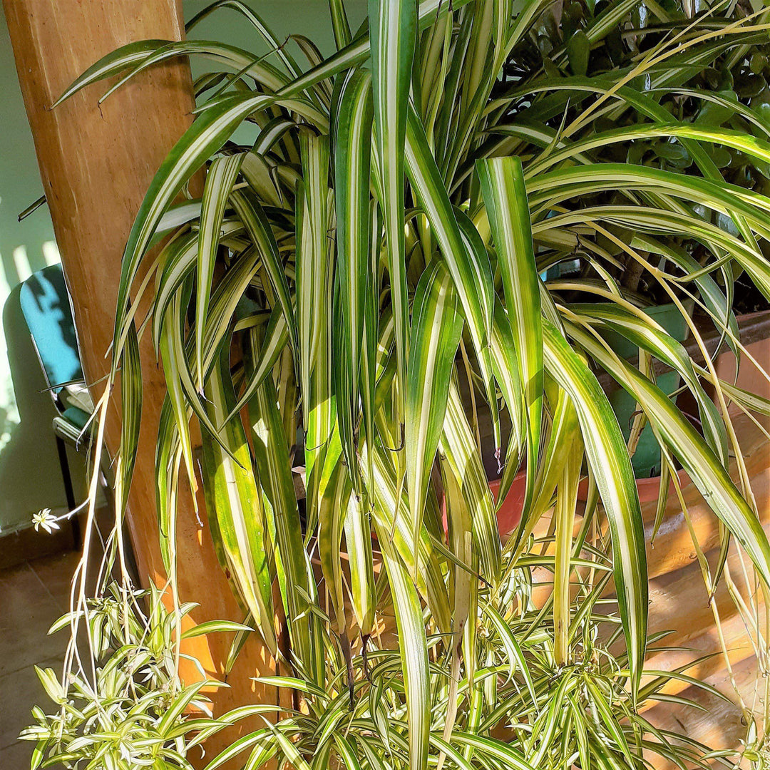 Chlorophytum comosum ~ Spider Plant