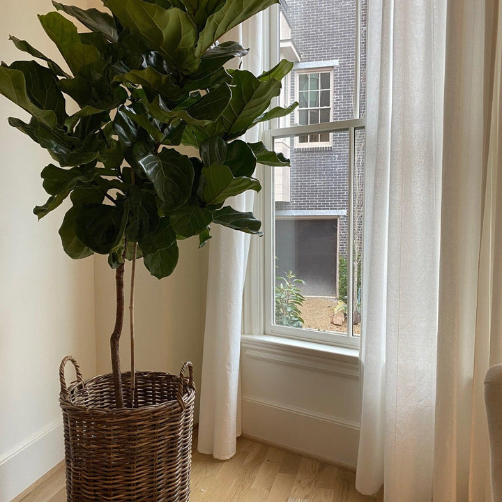 Ficus lyrata ~ Monrovia® Fiddle-Leaf Fig