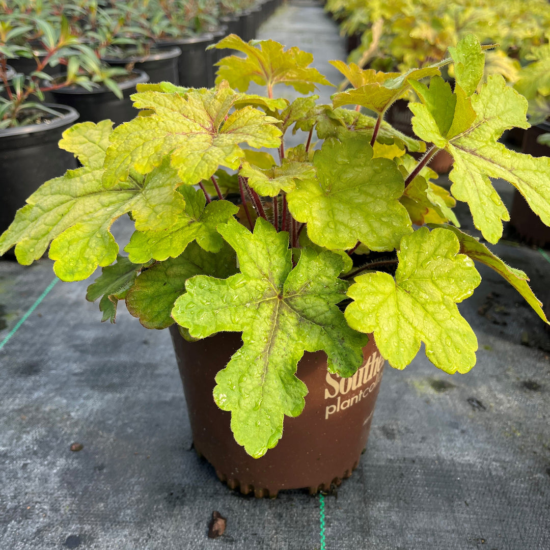 X Heucherella 'Alabama Sunrise' ~ Alabama Sunrise Foamy Bells