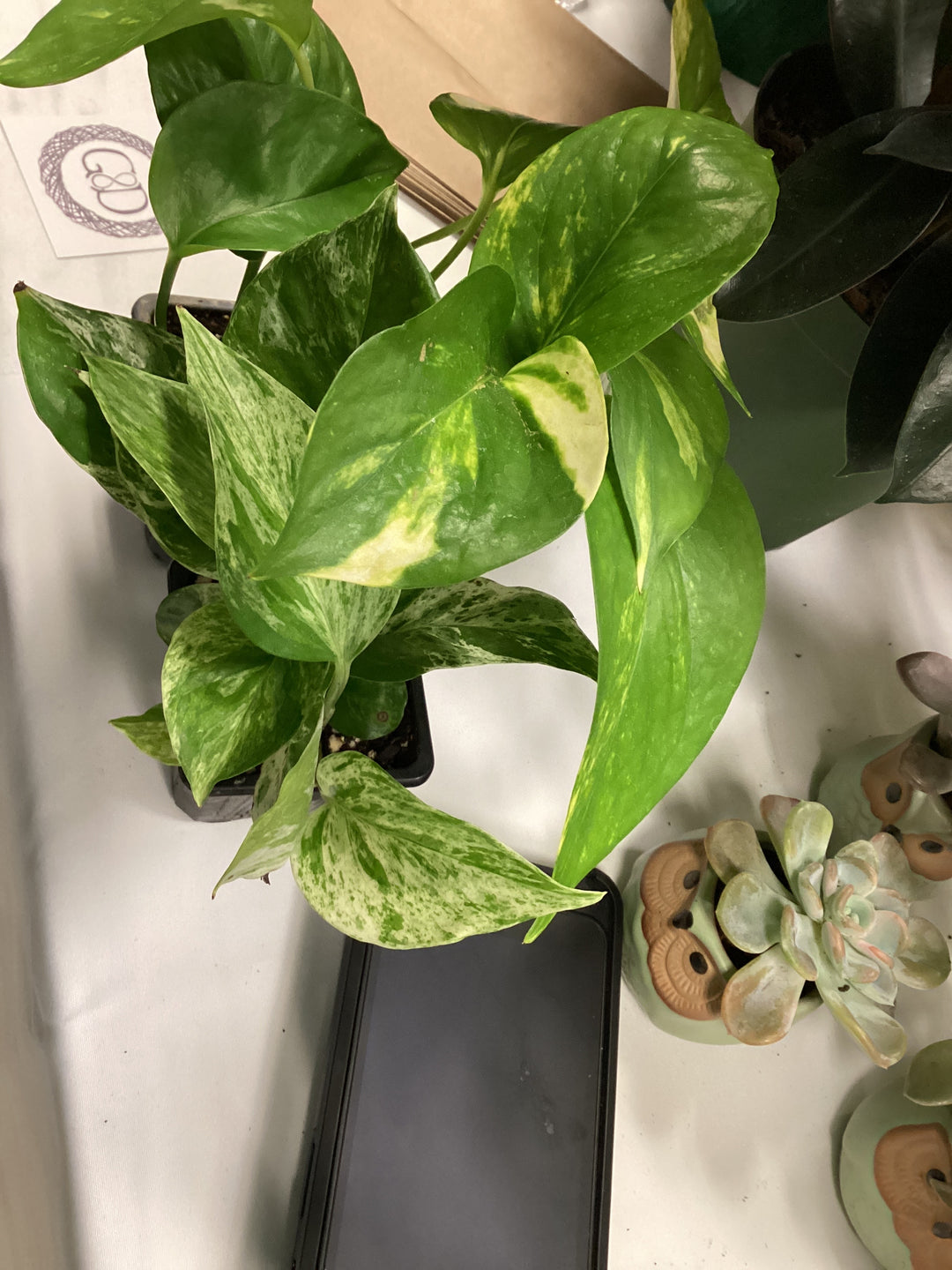 Pothos houseplant - Assorted 3"