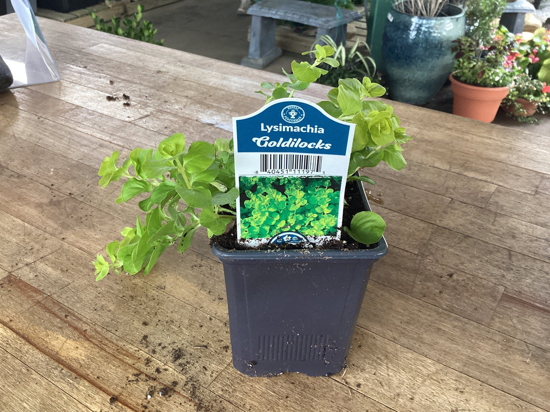 Creeping Jenny