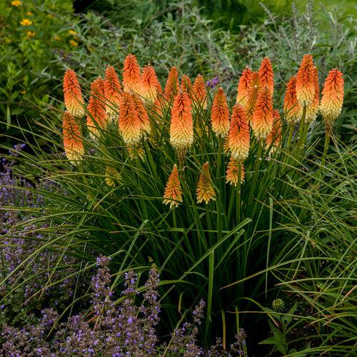 Kniphofia 'Hot and Cold' PP31185 ~ PW® Pyromania® Hot and Cold Red Hot Poker