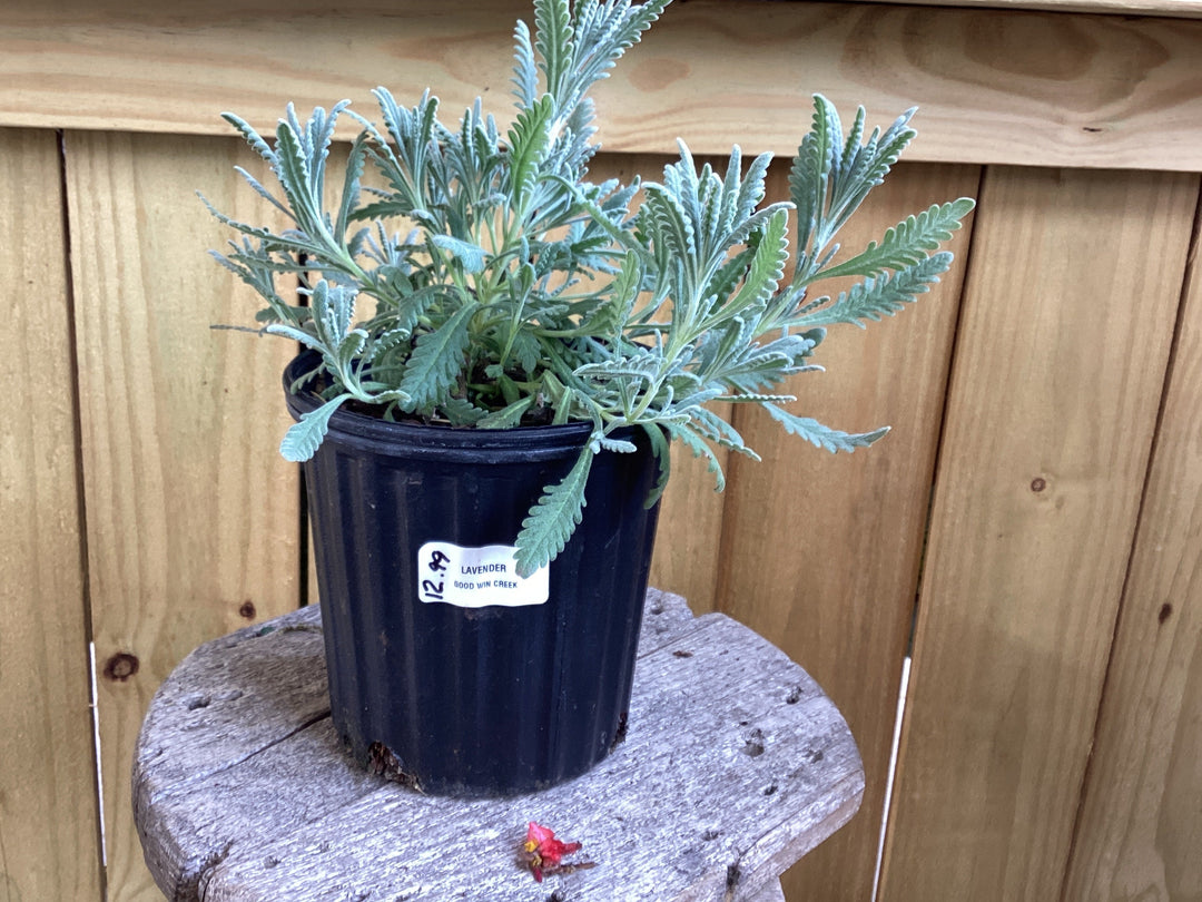 Lavender 'Grosso'