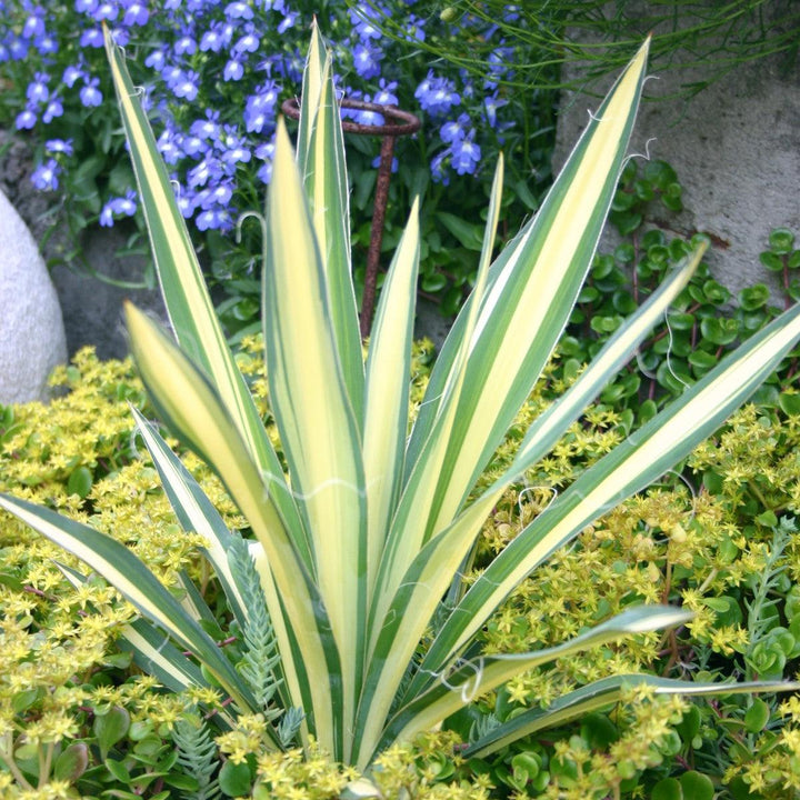 Yucca filamentosa 'Color Guard' ~ Color Guard Adam's Needle, Yucca