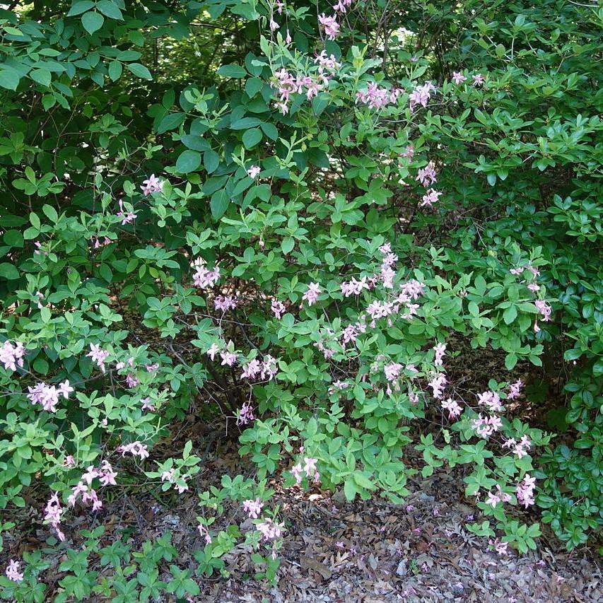 Rhododendron canescens ~ Piedmont Azalea