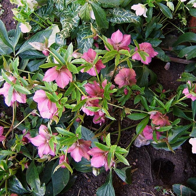 Helleborus hybridus ~ Hybrid Hellebore, Lenten Rose