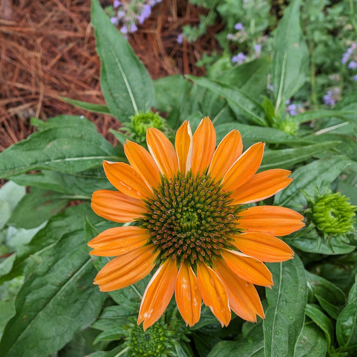 Echinacea x 'Balsomador' PP #26,639 ~ Sombrero® Adobe Orange Improved Coneflower