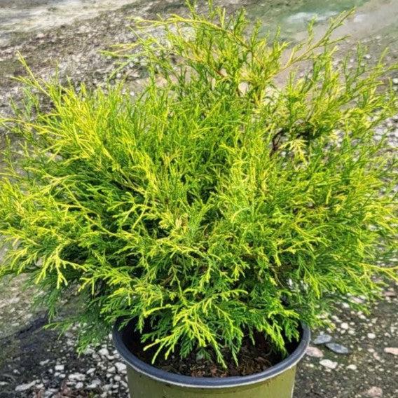 Chamaecyparis pisifera 'Paul's Gold' ~ Paul's Gold Threadbranch Cypress