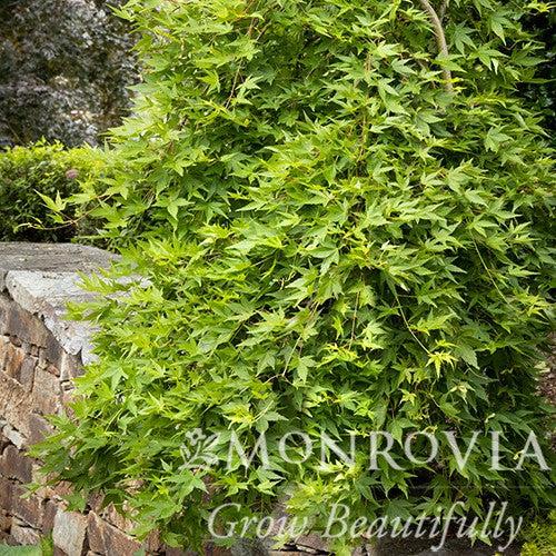 Acer palmatum 'Ryusen' ~ Monrovia® Ryusen Weeping Japanese Maple