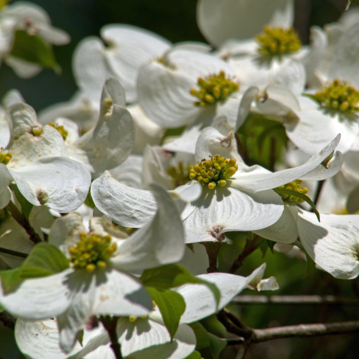 Cornus Florida 'Appalachian Joy' ~ Appalachian Joy Dogwood