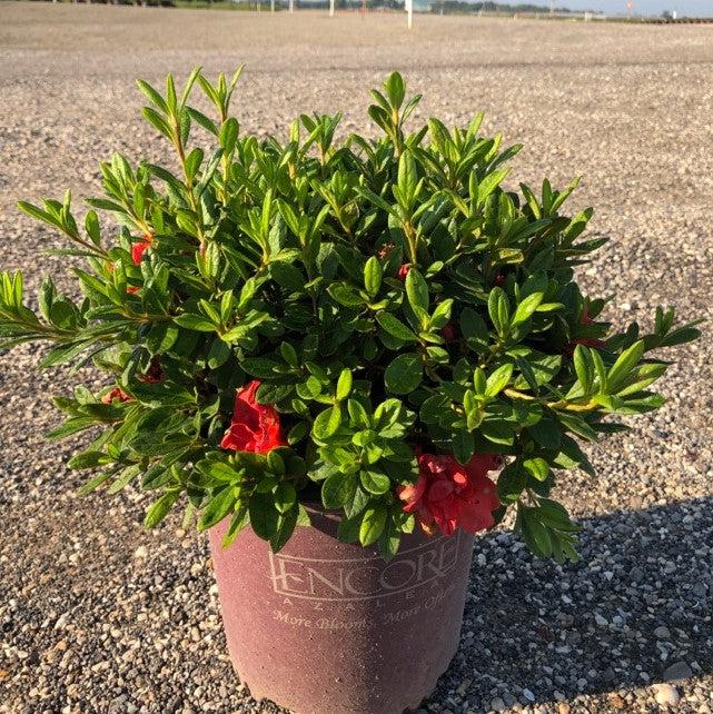 Rhododendron ‘Conleb’ ~ Encore® Autumn Embers™ Azalea