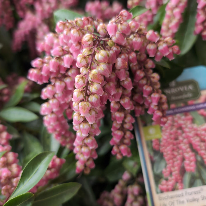 Pieris japonica 'Cabernet' PP #29,130 ~ Monrovia® Enchanted Forest® Gay Goblin™ Pieris