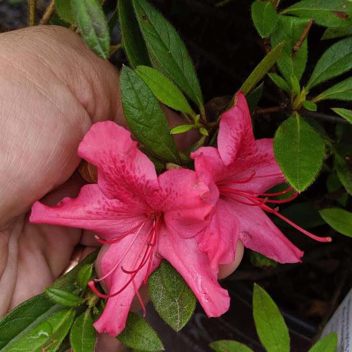 Rhododendron ‘Roblef’ ~ Encore® Autumn Sundance™ Azalea