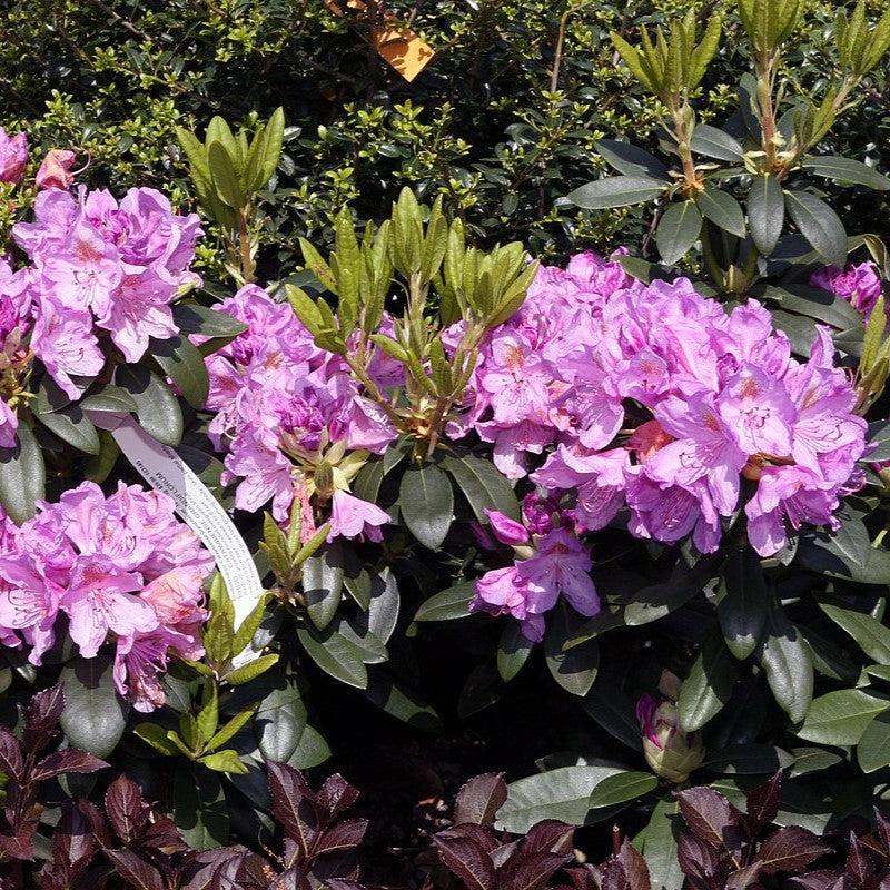 Rhododendron catawbiense 'Grandiflorum' ~ Monrovia® Grandiflorum Catawba Rhododendron