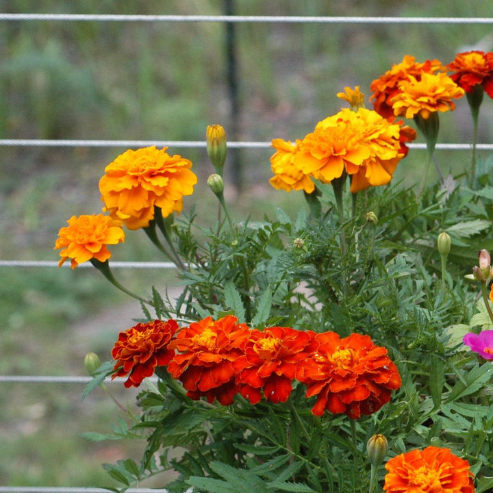 Tagetes patula 'PAS97727' ~ Durango® Orange French Marigold