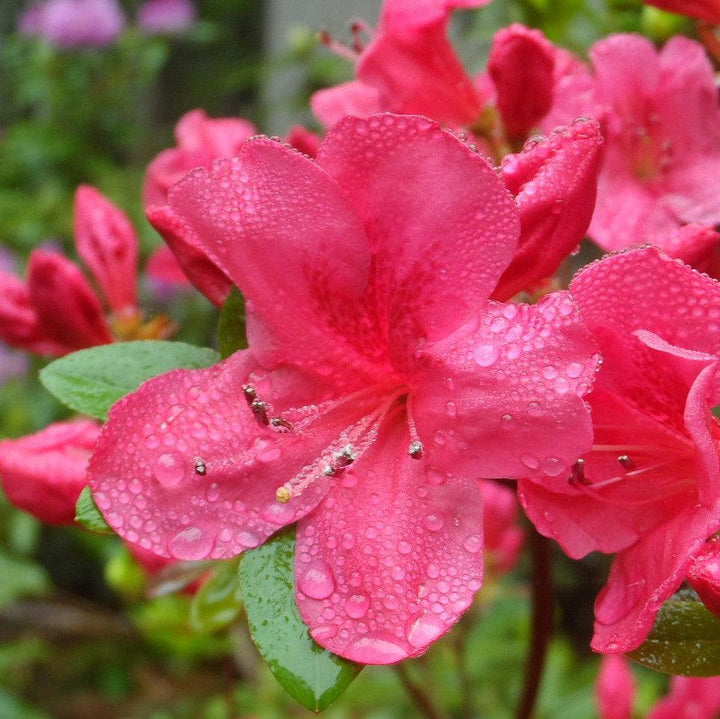 Rhododendron 'Chinzan' ~ Chinzan Satsuki Azalea
