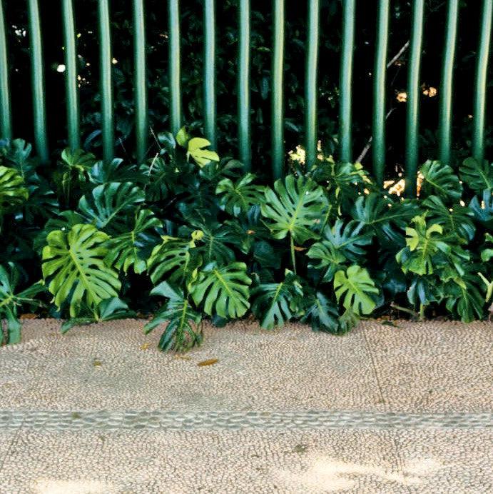 Monstera deliciosa 'Tauerii' ~ Monrovia® Dwarf Swiss-Cheese Plant