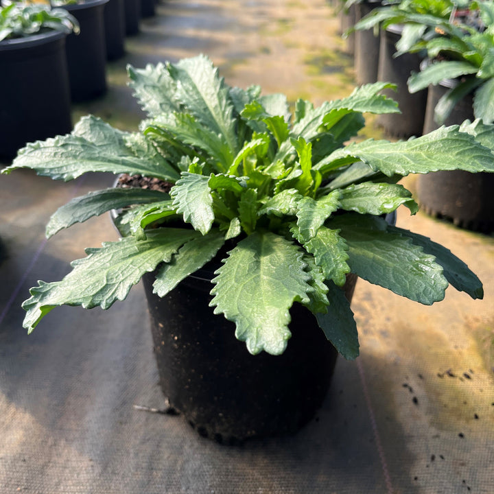 Leucanthemum x superbum 'Snowcap' ~ Snowcap Shasta Daisy