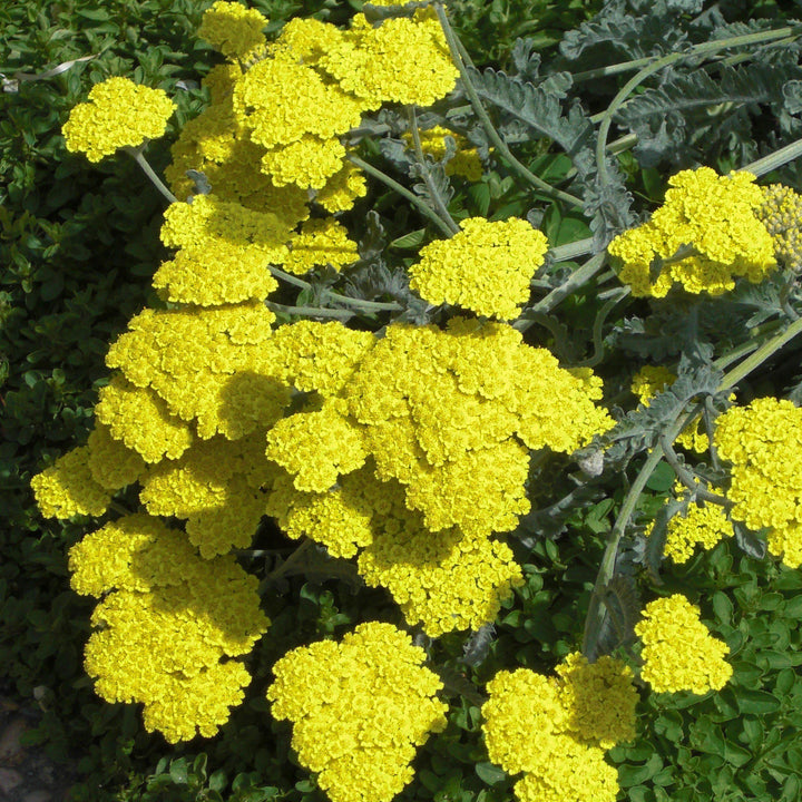 Achillea x 'Moonshine' ~ Moonshine Yarrow