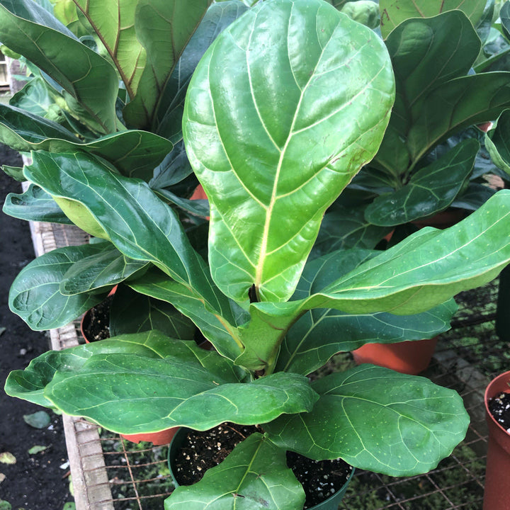 Ficus lyrata ~ Monrovia® Fiddle-Leaf Fig