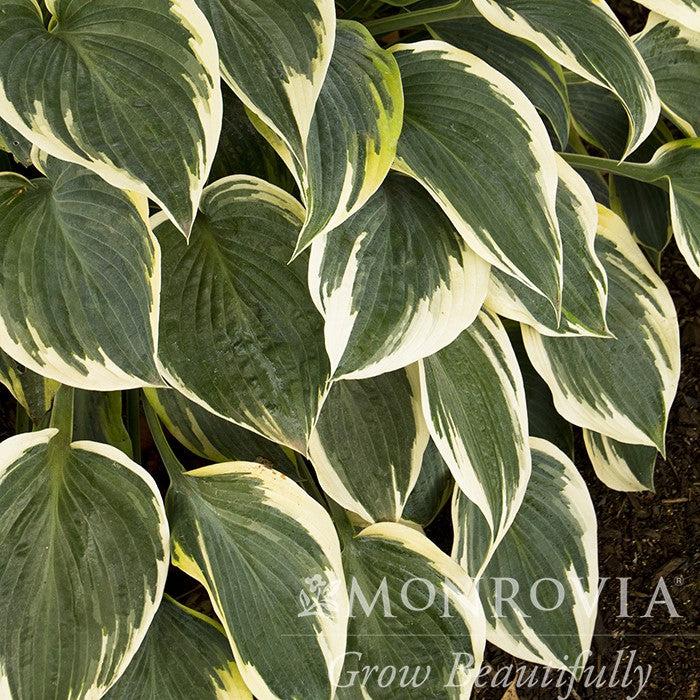 Hosta 'First Frost' ~ Monrovia® First Frost Hosta