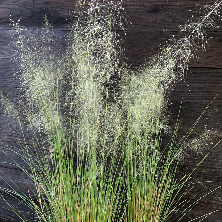 Muhlenbergia capillaris 'White Cloud' ~ White Cloud Muhly Grass