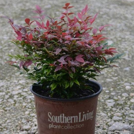 Nandina domestica ‘Seika’ PP21891 ~ Obsession™ Heavenly Bamboo