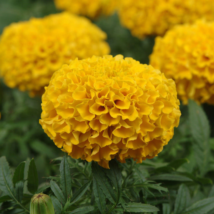 Tagetes erecta 'PAS1060547' ~ Taishan® Gold African Marigold