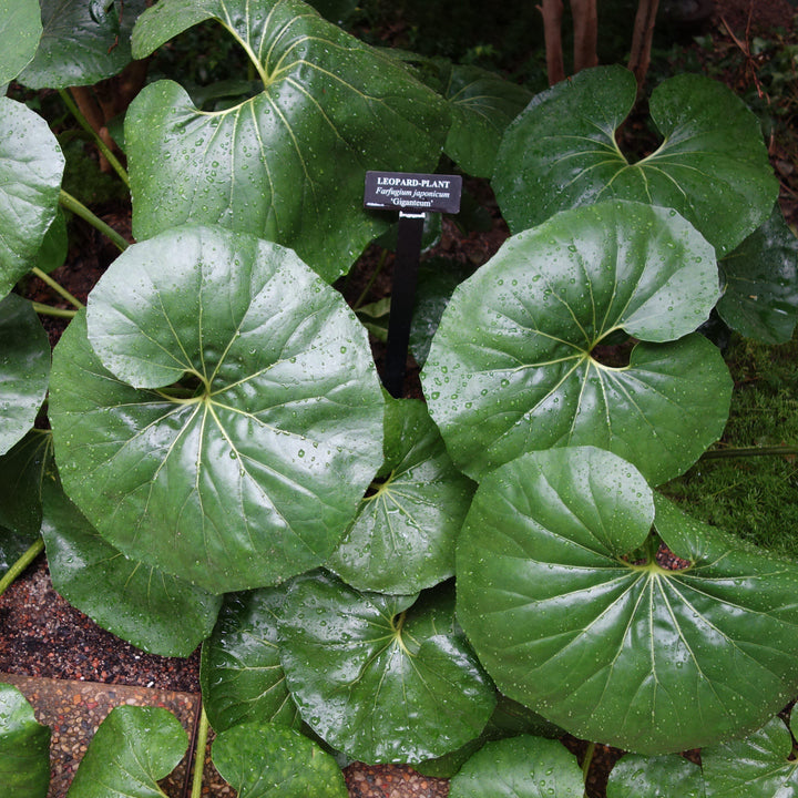 Farfugium Japonicum 'Giganteum' ~ Giant Leopard Plant