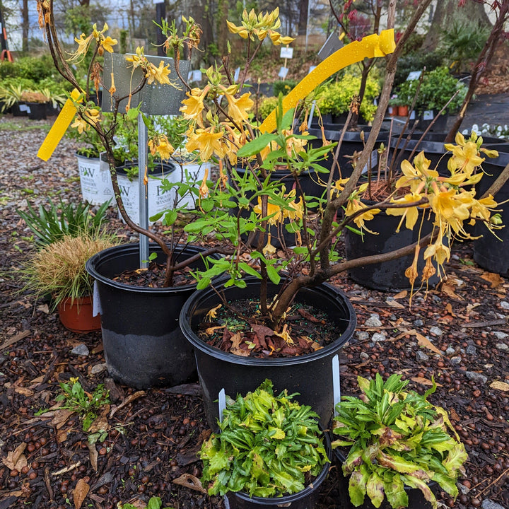 Rhododendron 'Admiral Semmes' ~ Admiral Semmes Native Azalea