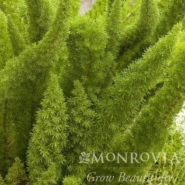 Asparagus densiflorus 'Myersii' ~ Monrovia® Foxtail Asparagus Fern